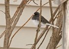 Junco-0032.jpg