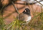 Junco-0045.jpg