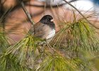 Junco-0046.jpg