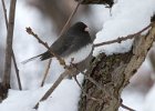 Junco-0047.jpg