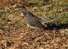 Junco-0048.jpg