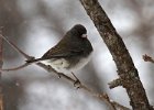 Junco-0049.jpg