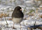 Junco-0055.jpg
