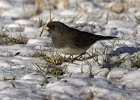 Junco-0056.jpg