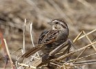 SongSparrow-0007.jpg
