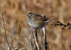 SwampSparrow-0001.jpg