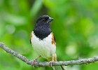 Towhee-0003.jpg