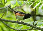 Towhee-0005.jpg