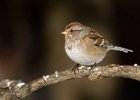 TreeSparrow-0007.jpg