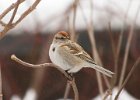 TreeSparrow-0014.jpg