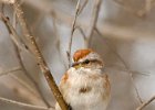 TreeSparrow-0017.jpg
