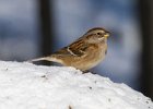 TreeSparrow-0028.jpg