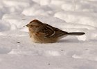 TreeSparrow-0029.jpg