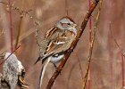 TreeSparrow-0031.jpg