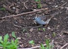 WhtCrwnSparrow-0001.jpg