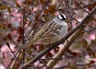 WhtCrwnSparrow-0002.jpg