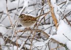 WhtThrtSparrow-0008.jpg