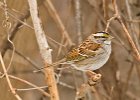 WhtThrtSparrow-0012.jpg