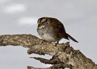 WhtThrtSparrow-0016.jpg