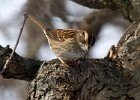 WhtThrtSparrow-0017.jpg