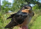 Swallows