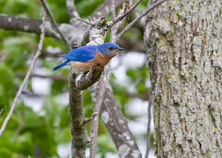 EBluebird-0032