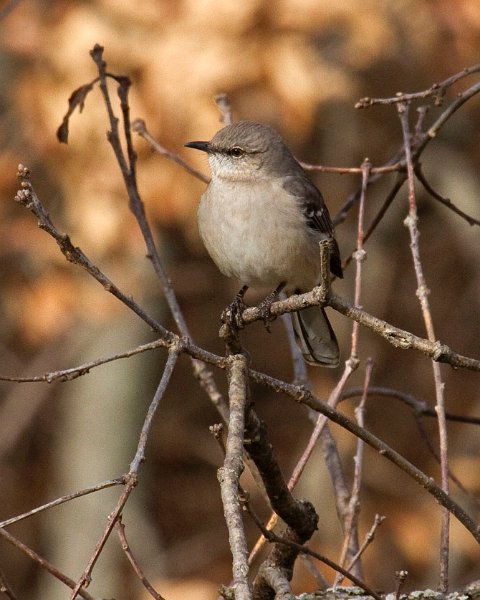 Mockingbird-0007