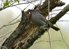 Thrushes