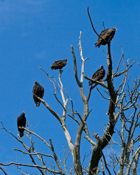 TurkeyVulture-0004