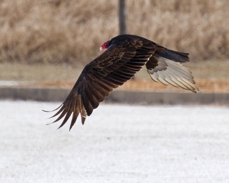 TurkeyVulture-0023