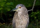 WadingBirds