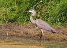 GBHeron-0054.jpg