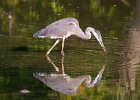 GBHeron-0055.jpg