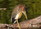 GrnHeron-0033.jpg