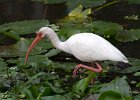 Ibis-0002.jpg