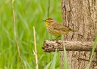 PalmWarbler-0005.jpg