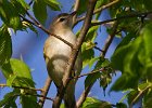 WarlbingVireo-0001.jpg
