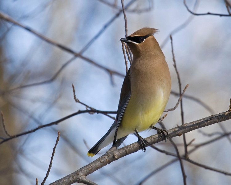 CdrWaxwing-0019