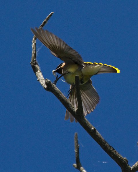 CdrWaxwing-0034