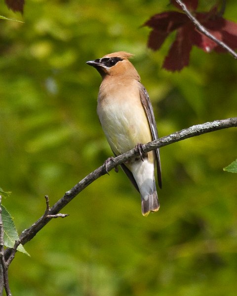 CdrWaxwing-0036