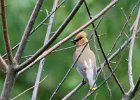 Waxwings