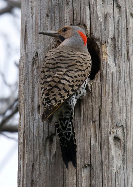 NrthFlicker-0025