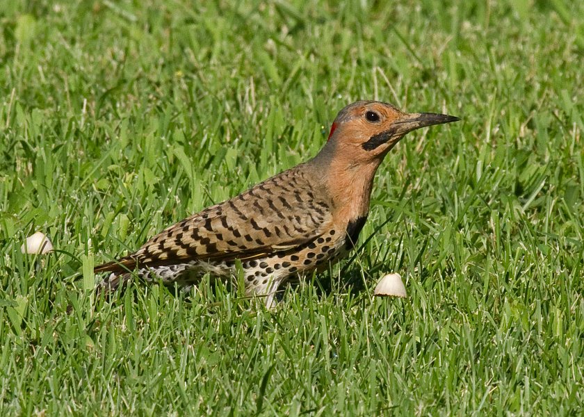 NrthFlicker-0030