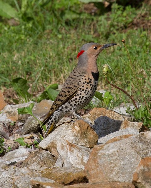 NrthFlicker-0037