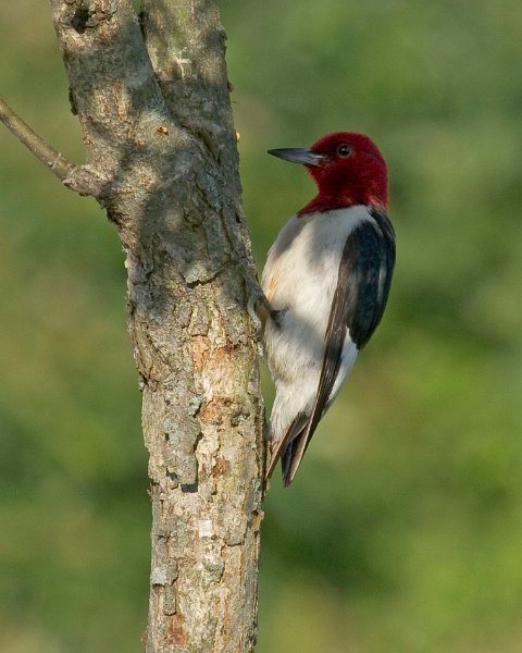 RHWoodpecker-0002