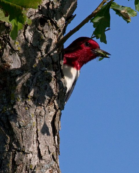 RHWoodpecker-0003