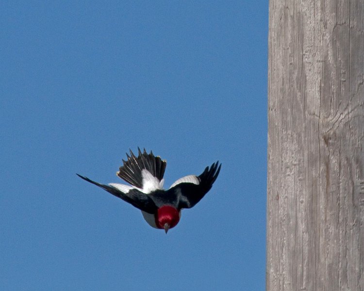 RHWoodpecker-0004