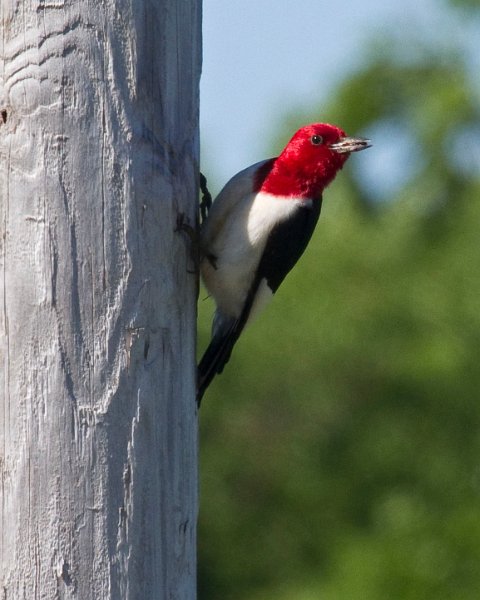 RHWoodpecker-0005