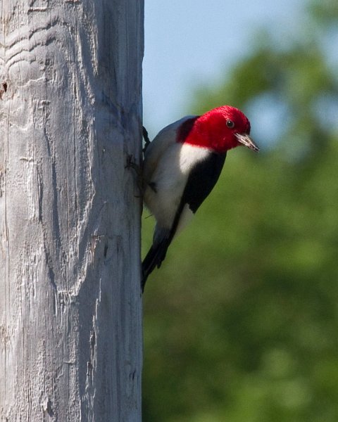 RHWoodpecker-0007