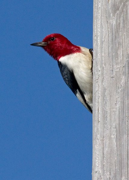 RHWoodpecker-0008